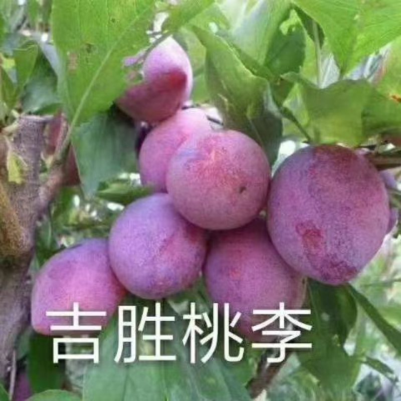 吉胜李子