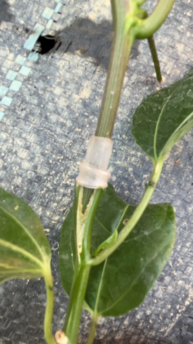 百分之百正品