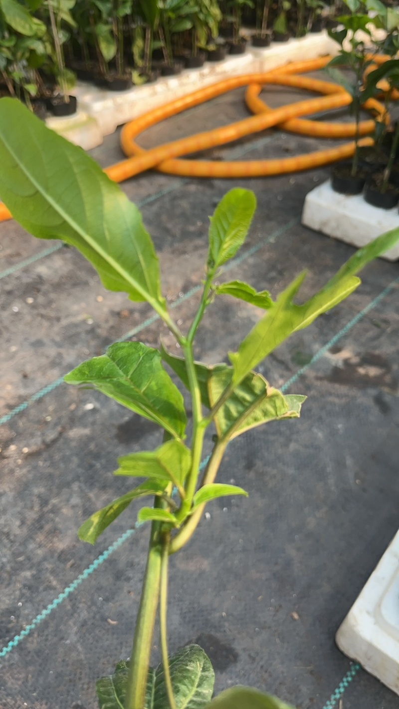 百分之百正品