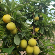 金蜜李子苗