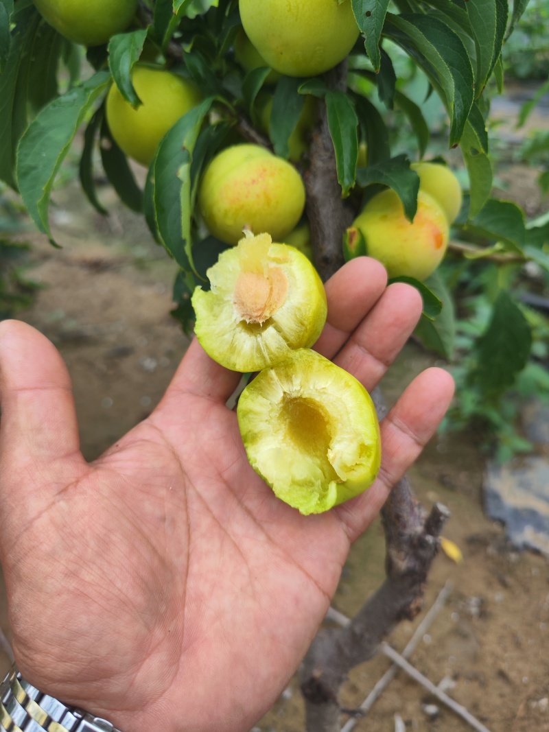 金蜜李子苗