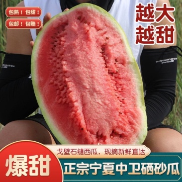 《金城五号》甘肃硒砂瓜/甘肃西瓜/产地货源/质量三包代发