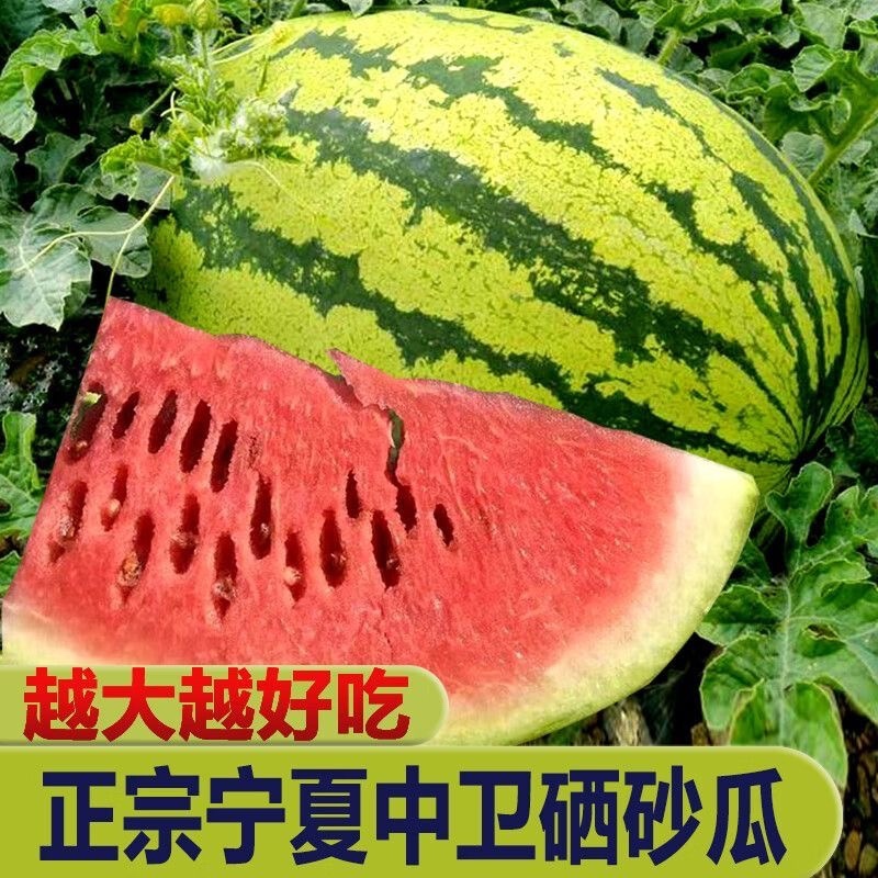 《金城五号》甘肃硒砂瓜/甘肃西瓜/产地货源/质量三包代发