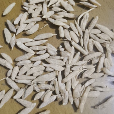 涪城麦冬