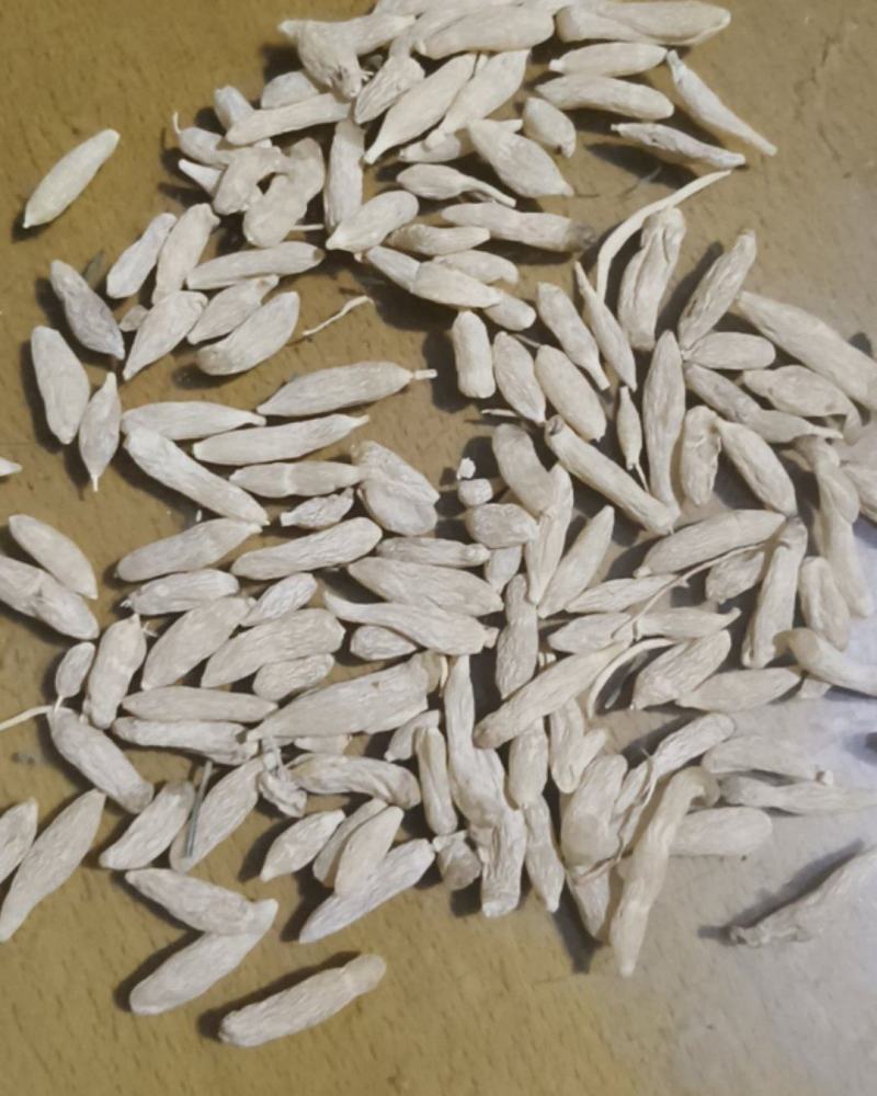 涪城麦冬