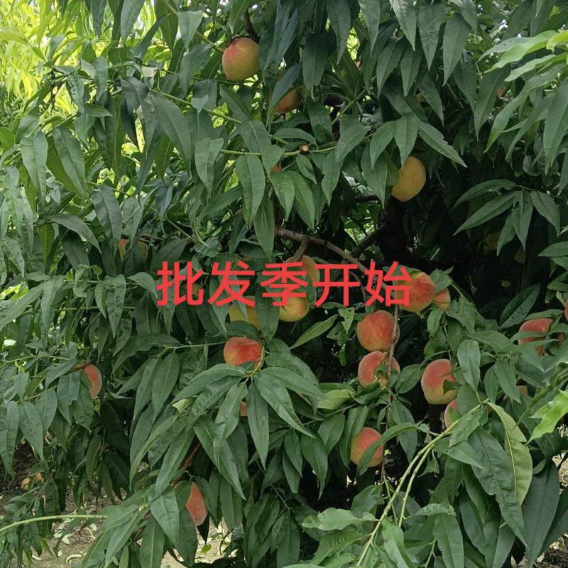 桃十四号电联***********
