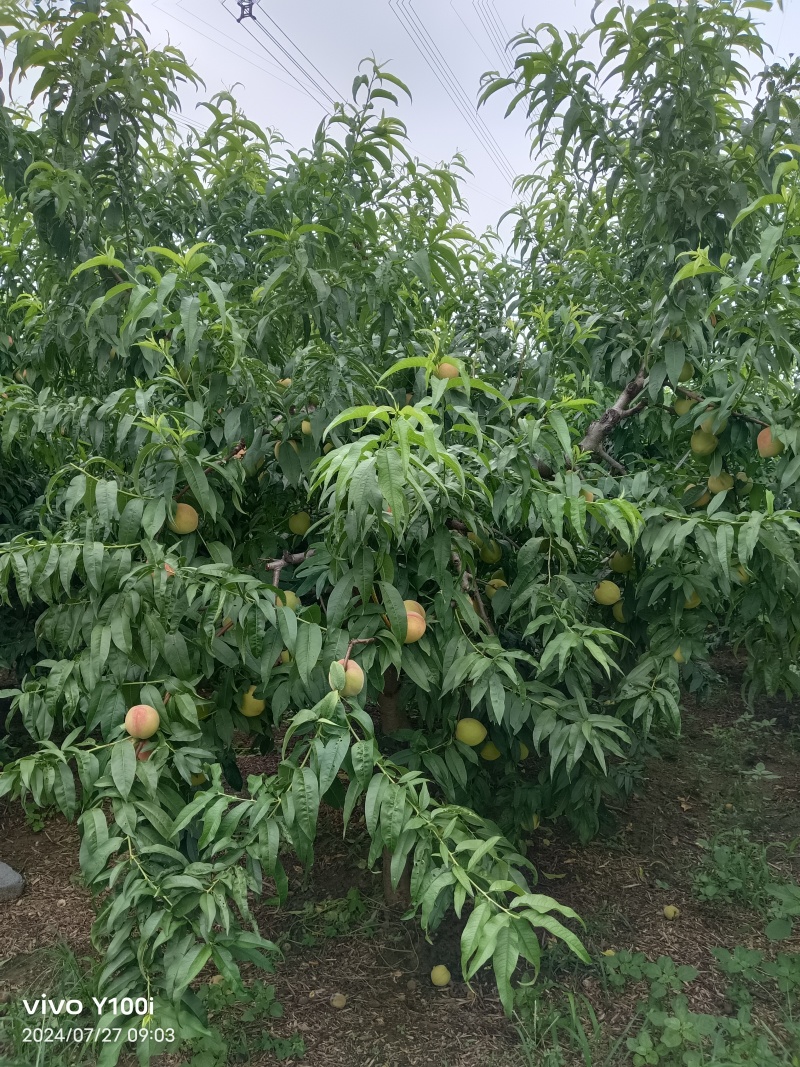 桃十四号电联***********