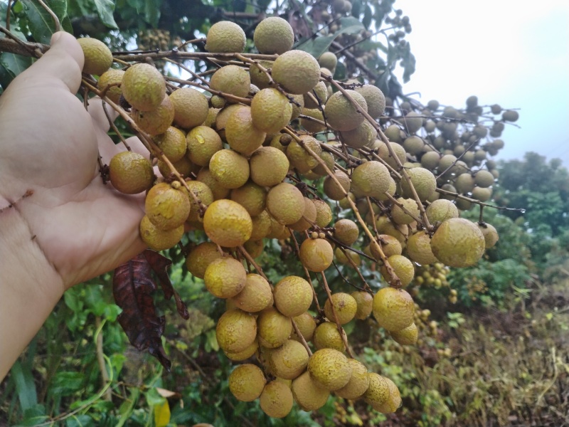 石峡储良草埔龙眼