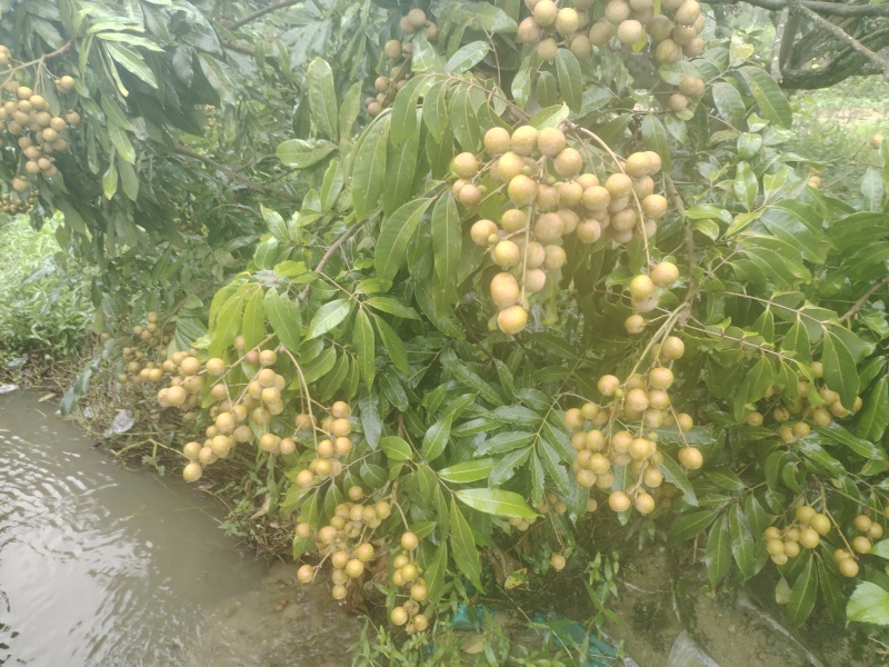 石峡储良草埔龙眼