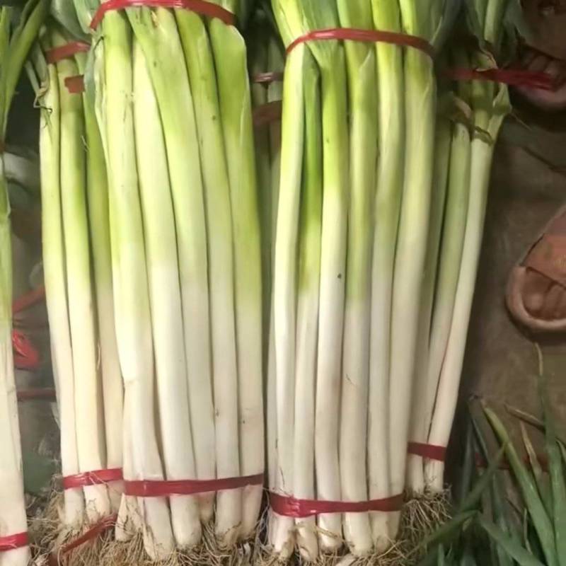 长白大葱批发