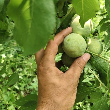 茂县青脆李大量上市
