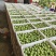 茂县青脆李大量上市