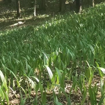 毛慈菇种苗