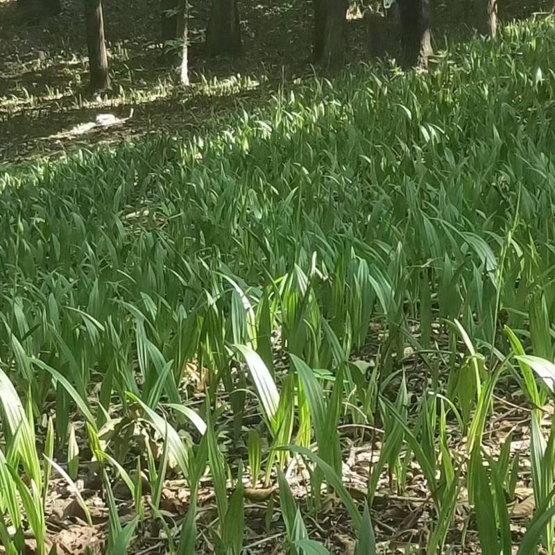 毛慈菇种苗