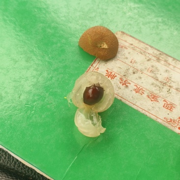 石硖龙眼