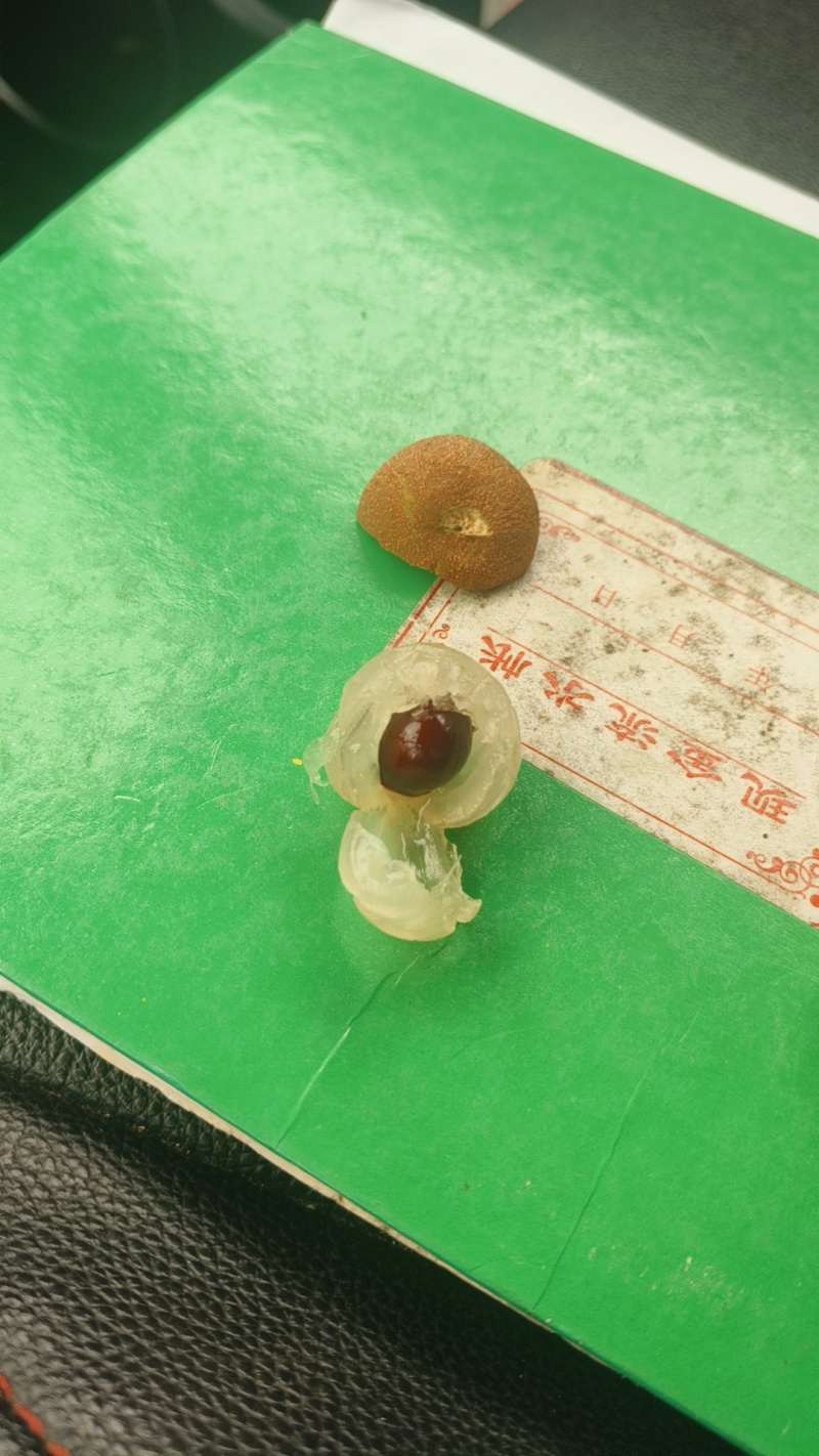 石硖龙眼