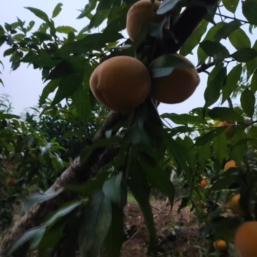 湖南湘西永顺锦绣黄桃