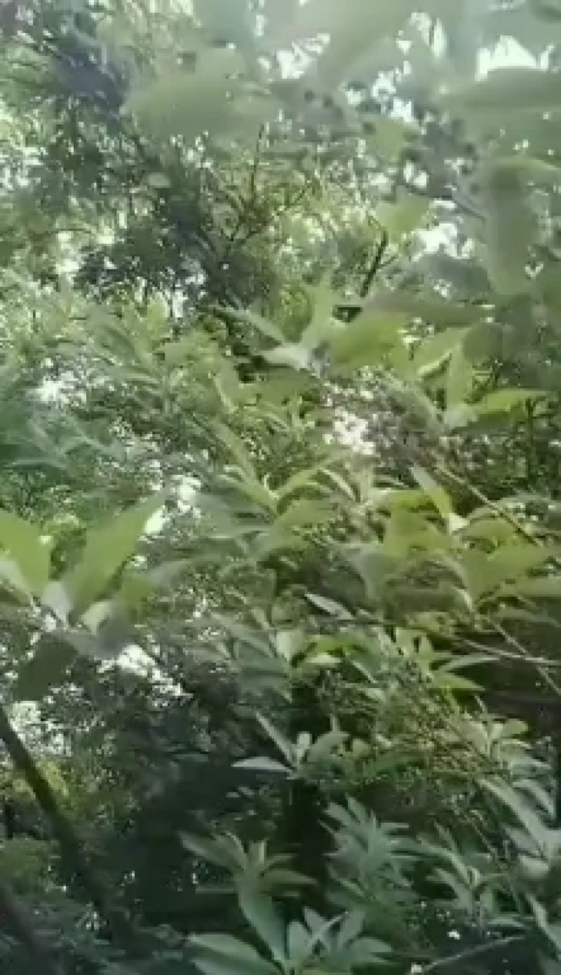 山苍子，山胡椒，木姜子