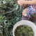山苍子，山胡椒，木姜子