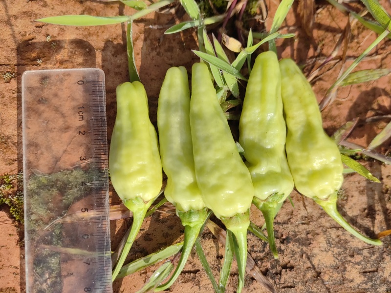 云南皱皮野山椒/白米椒