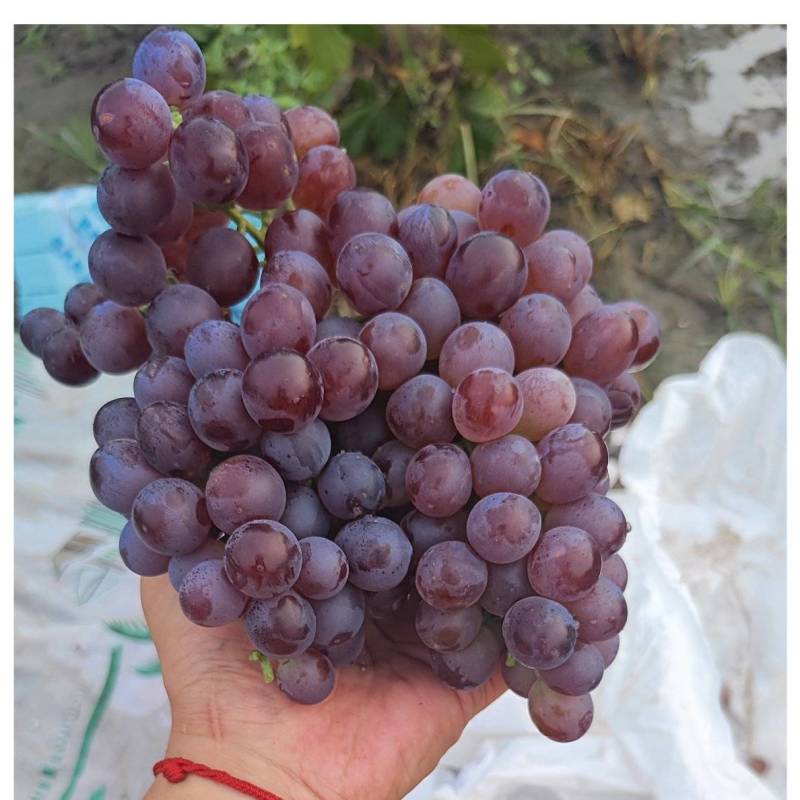 玫瑰香葡萄