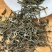 有没喜欢喝特浓型绿茶的老茶客？一般的绿茶喝着都觉得没味道