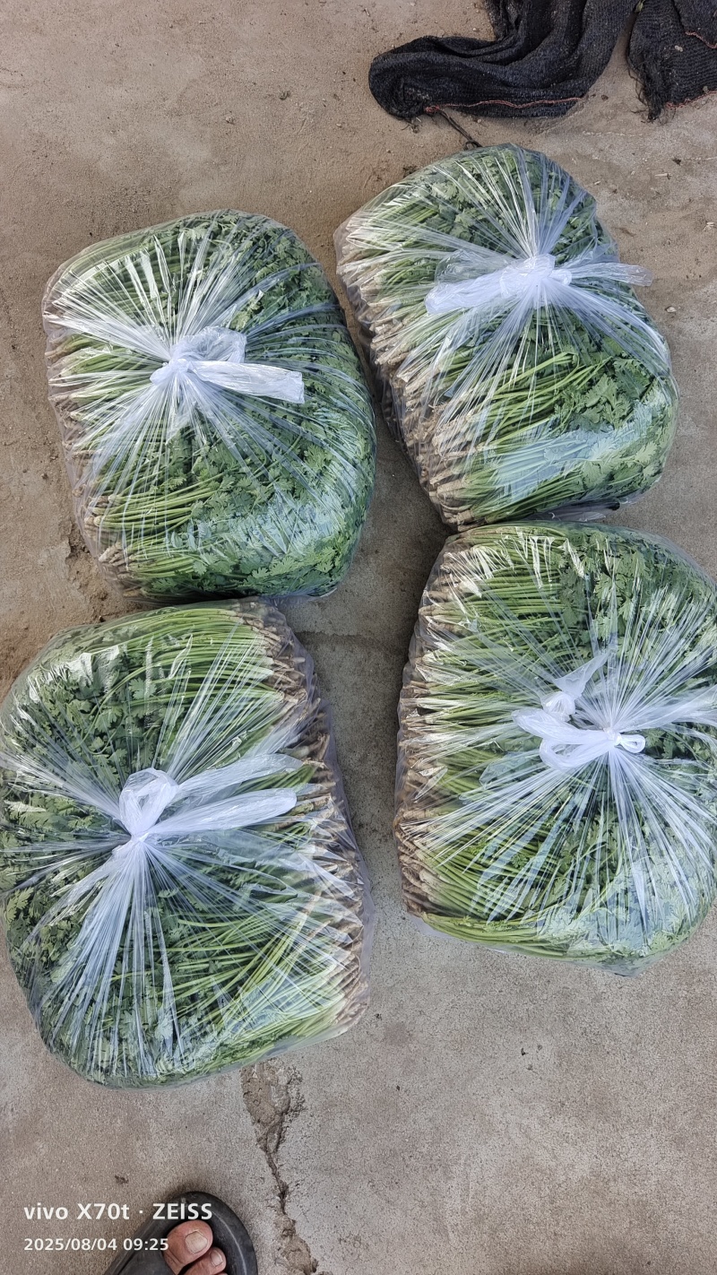 香菜