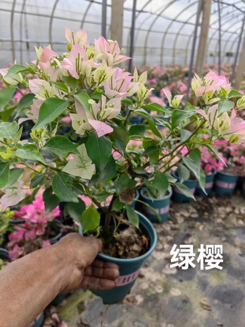 绿樱彩色三角梅基地直发重瓣新品种杯苗粗杆盆栽造型三角梅