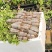 绿樱彩色三角梅基地直发重瓣新品种杯苗粗杆盆栽造型三角梅