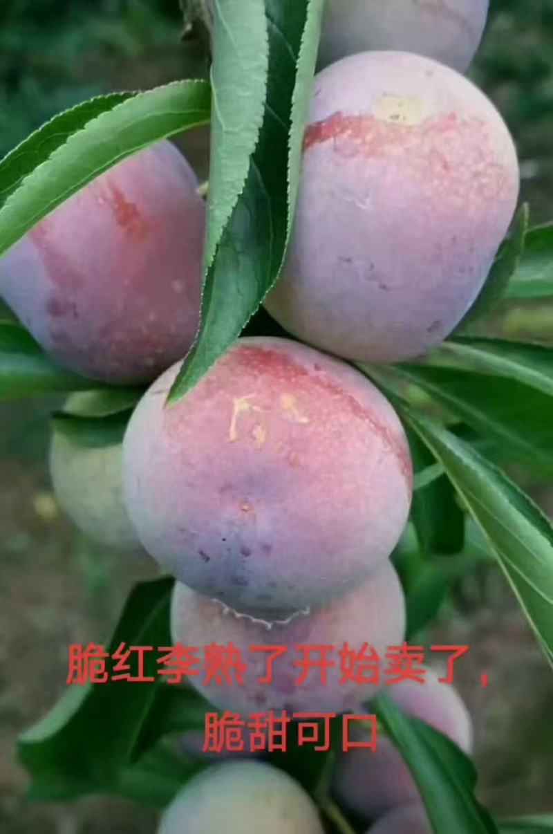 巫山红脆李，量大价优，新鲜上市，热卖中