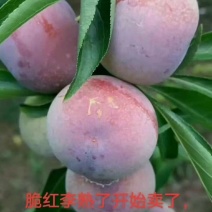 巫山红脆李，量大价优，新鲜上市，热卖中