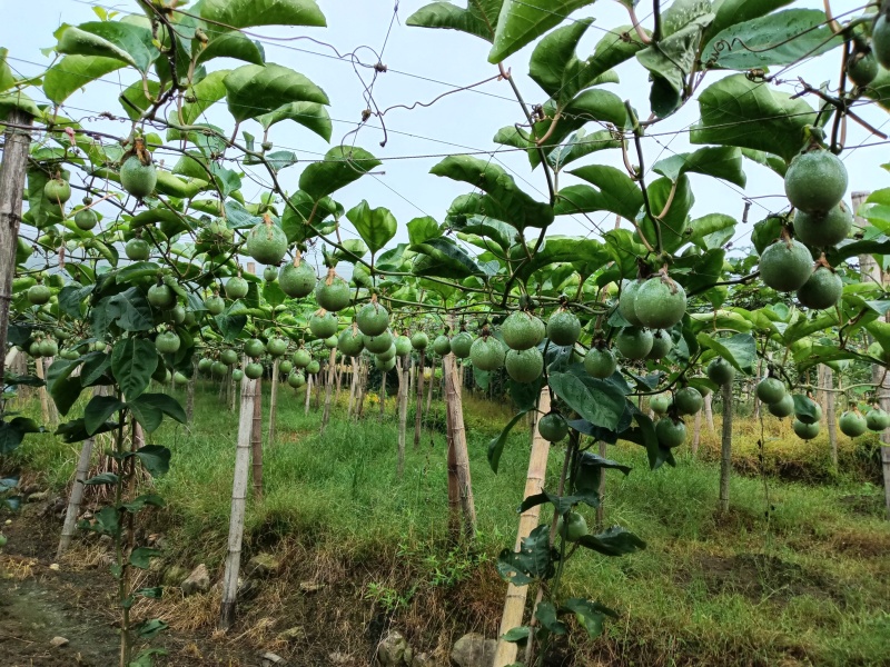 钦9百香果