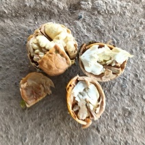 核桃