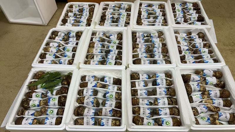松茸80至400一公斤