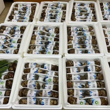 松茸80至400一公斤