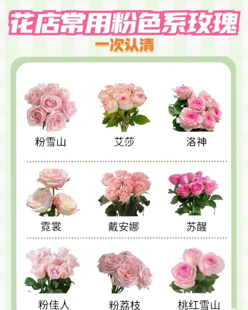 云南基地直发四季带土发货杯苗营养袋成活率高新品种杯苗