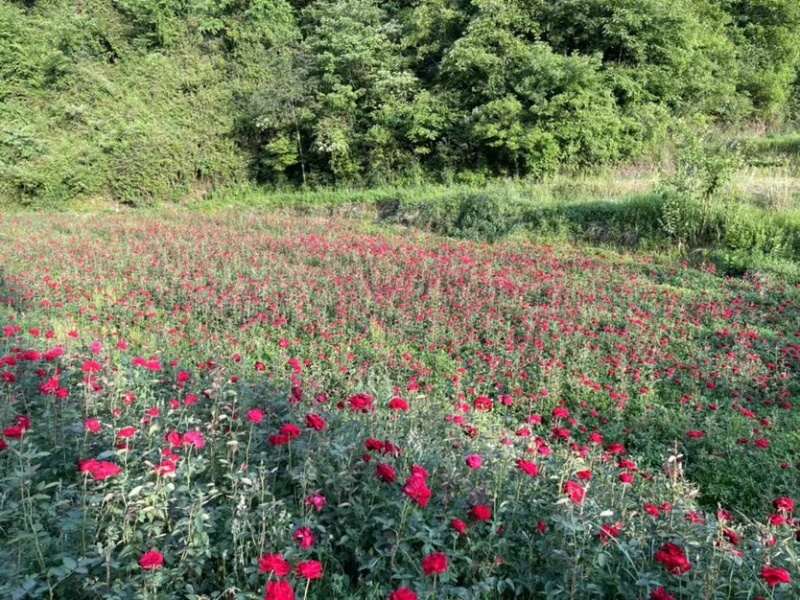 云南基地直发四季带土发货杯苗营养袋成活率高新品种杯苗