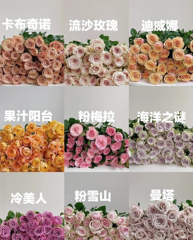 云南基地直发四季带土发货杯苗营养袋成活率高新品种杯苗