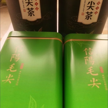 信阳毛尖