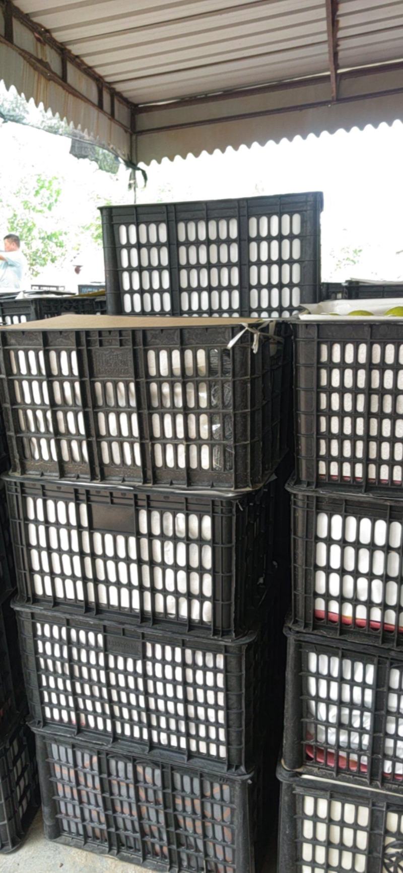 翠冠梨丰水梨黄冠梨