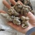 三七20头30头40头60头现货打粉产地云南