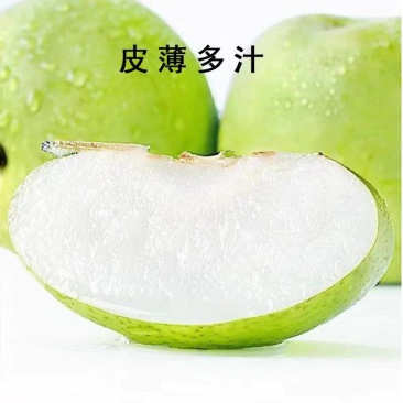 精品翠冠梨大量上市各种规格全国发货欢迎来电洽谈合作