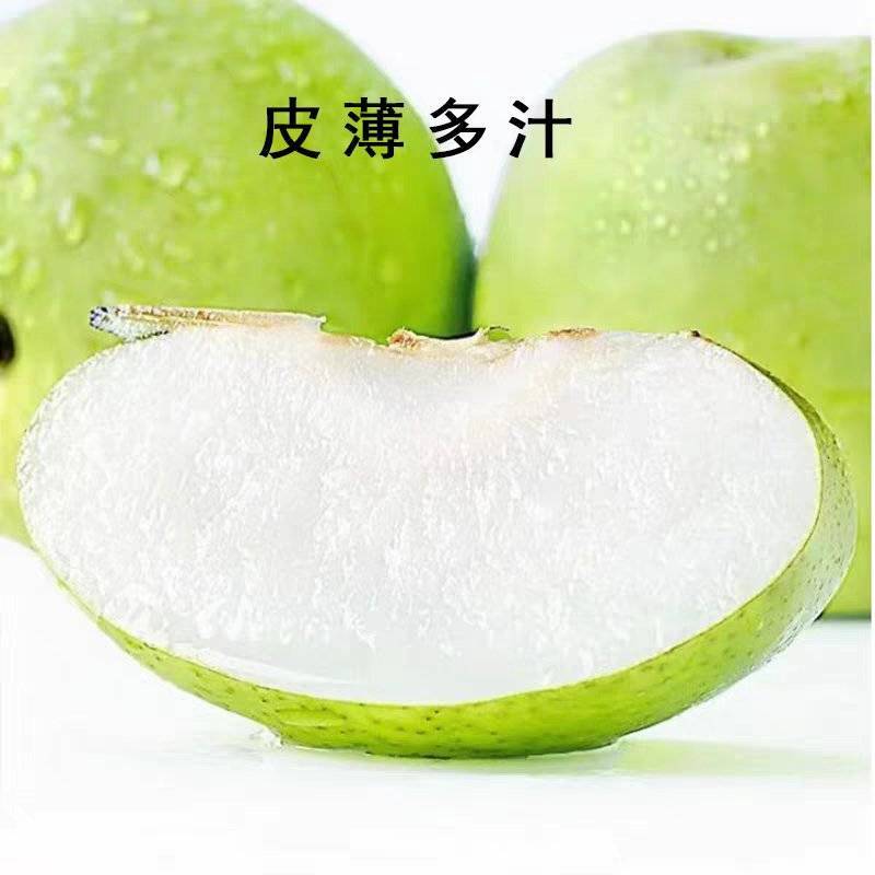 精品翠冠梨大量上市各种规格全国发货欢迎来电洽谈合作