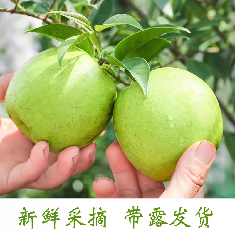 精品翠冠梨大量上市各种规格全国发货欢迎来电洽谈合作