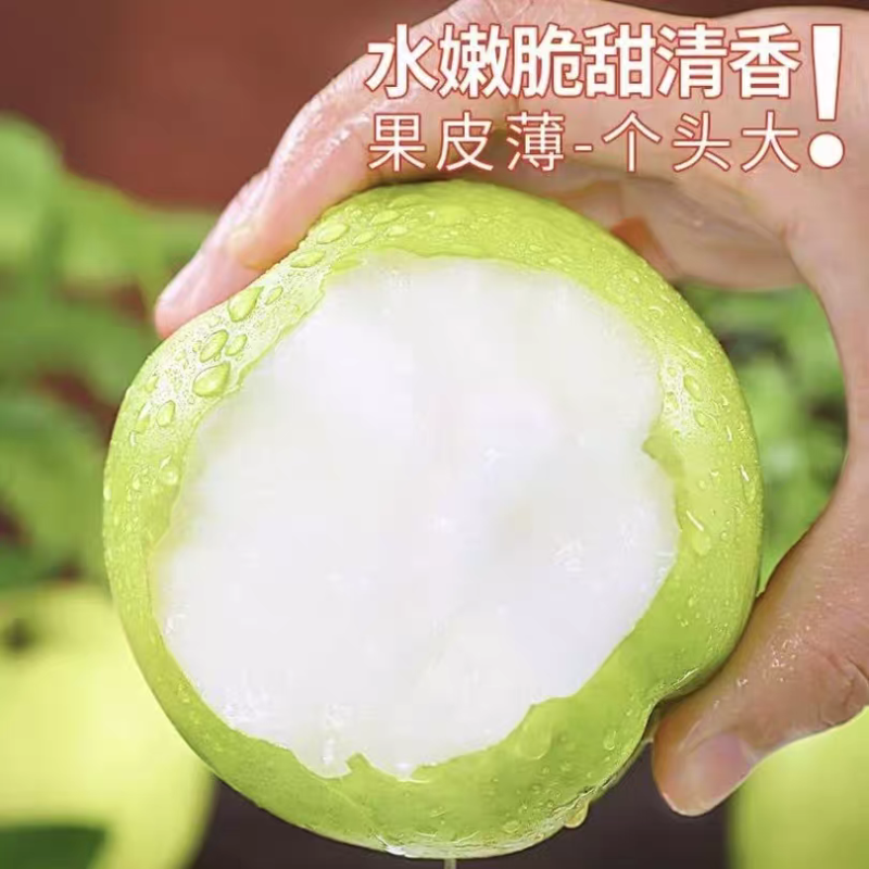 精品翠冠梨大量上市各种规格全国发货欢迎来电洽谈合作