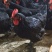 黑凤鸡120天黑凤鸡均重3.56斤黑羽白肉
