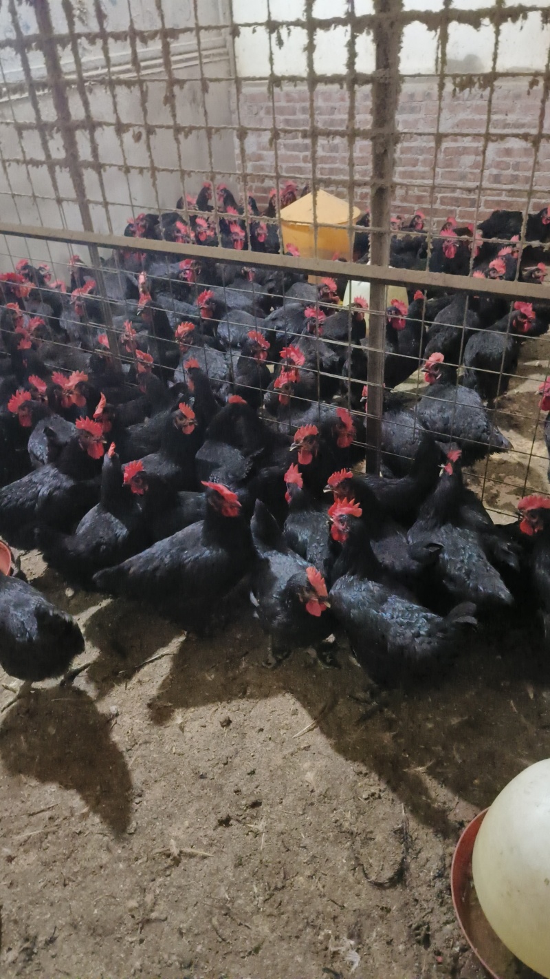 黑凤鸡120天黑凤鸡均重3.56斤黑羽白肉