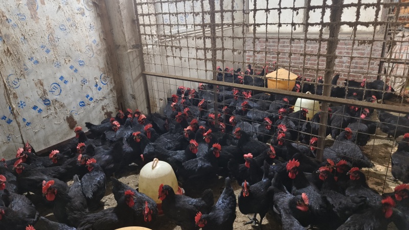 黑凤鸡120天黑凤鸡均重3.56斤黑羽白肉
