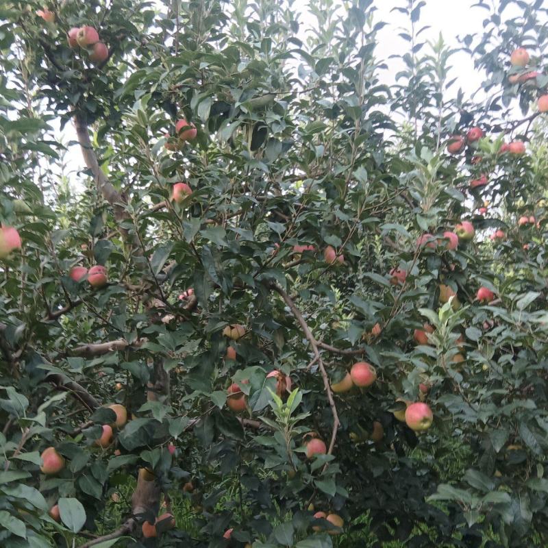 鲁丽苹果