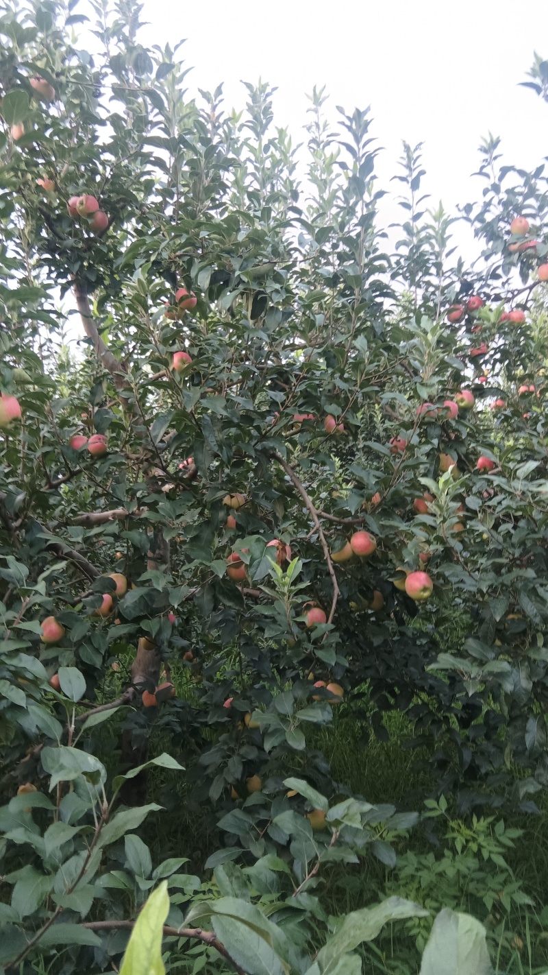鲁丽苹果